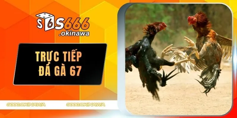 Trực tiếp đá gà 67